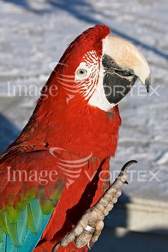 Bird royalty free stock image #169854786