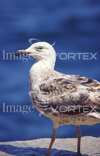 Bird royalty free stock image #169451504