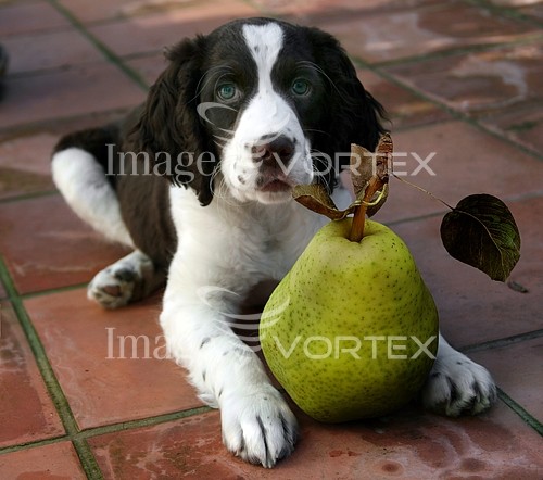 Pet / cat / dog royalty free stock image #169638696