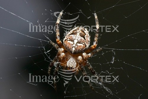 Insect / spider royalty free stock image #169894195