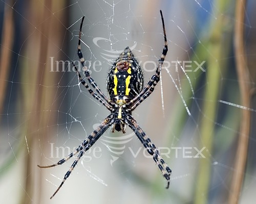 Insect / spider royalty free stock image #169891263