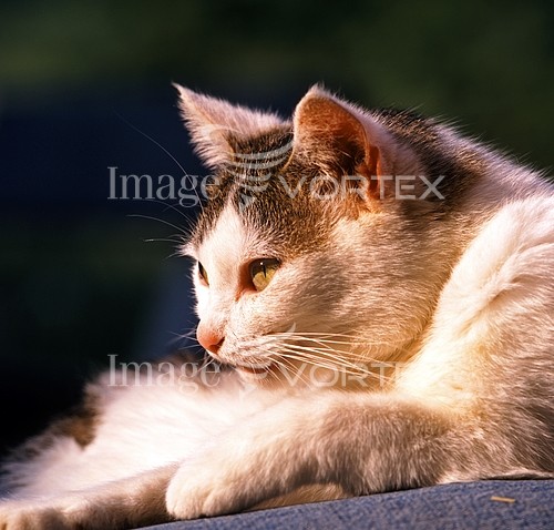 Pet / cat / dog royalty free stock image #170801652