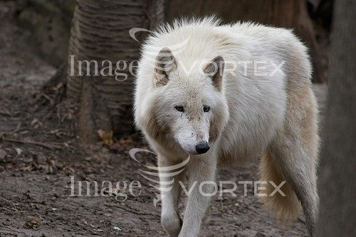 Animal / wildlife royalty free stock image #170581051