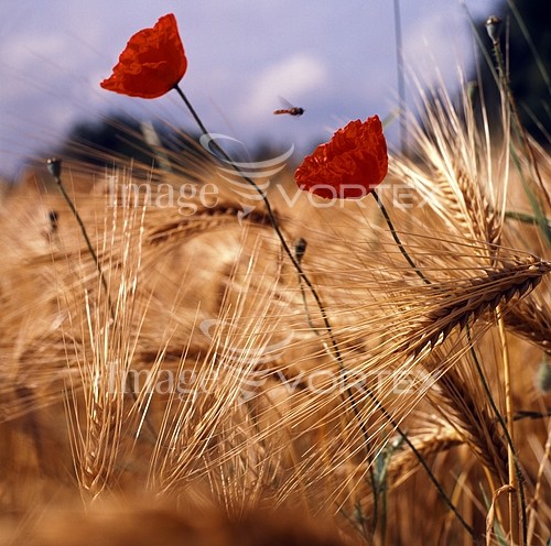 Industry / agriculture royalty free stock image #171905367