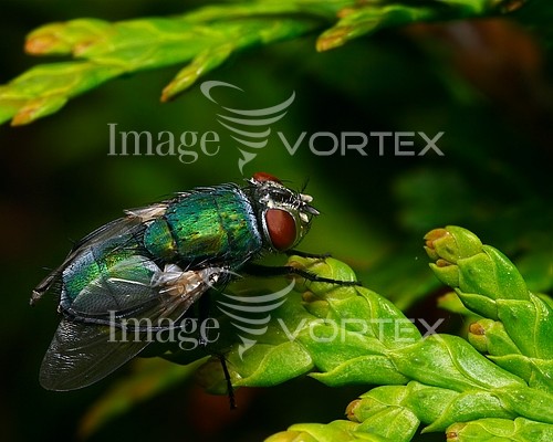 Insect / spider royalty free stock image #172376817