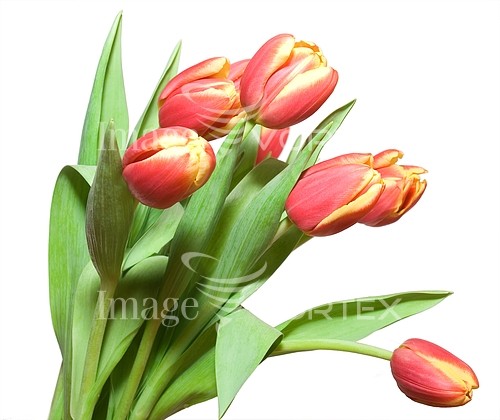 Flower royalty free stock image #173812100