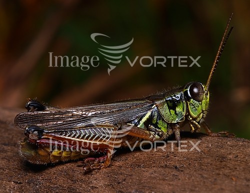 Insect / spider royalty free stock image #173716845