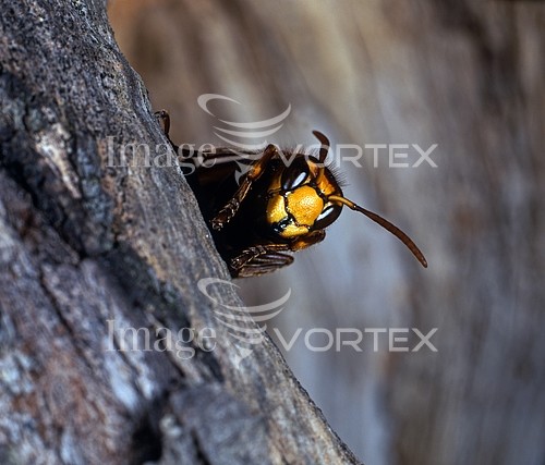 Insect / spider royalty free stock image #173853617