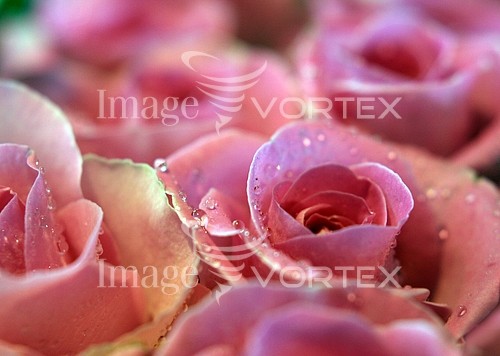 Flower royalty free stock image #173662025
