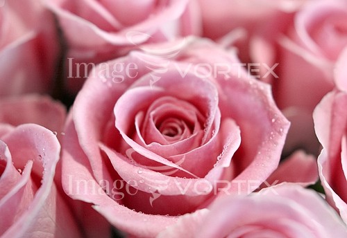 Flower royalty free stock image #173678219