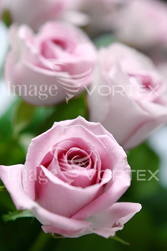 Flower royalty free stock image #173681275