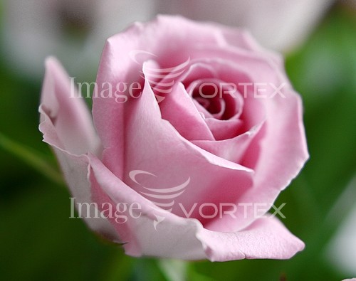 Flower royalty free stock image #173697522
