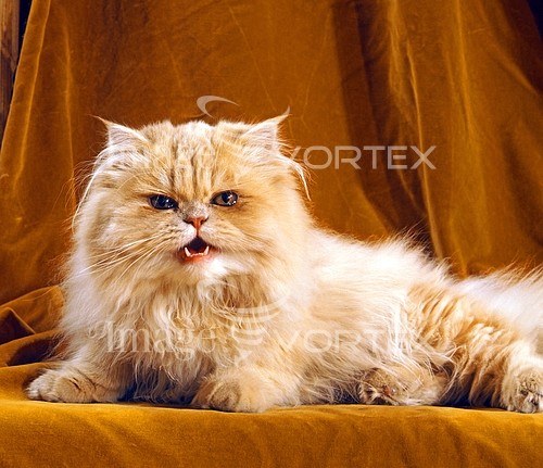 Pet / cat / dog royalty free stock image #175065448