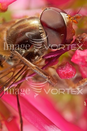 Insect / spider royalty free stock image #176326592
