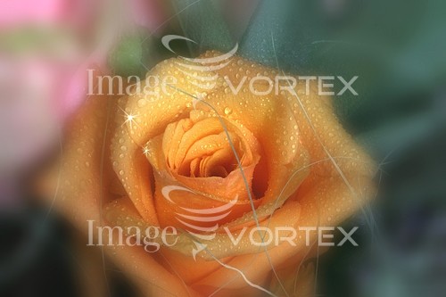 Flower royalty free stock image #176942684