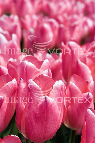Flower royalty free stock image #177449607