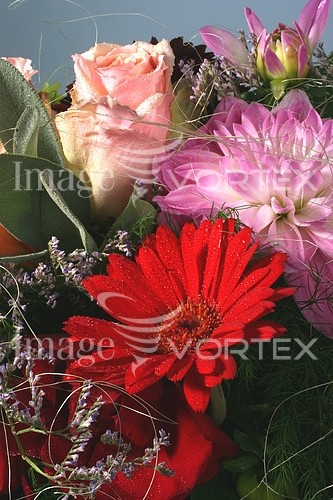 Flower royalty free stock image #178718973