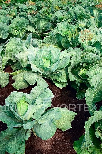 Industry / agriculture royalty free stock image #178321025