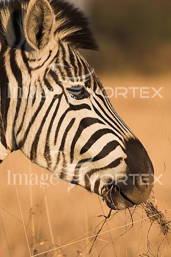 Animal / wildlife royalty free stock image #178530515