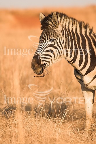 Animal / wildlife royalty free stock image #178547179