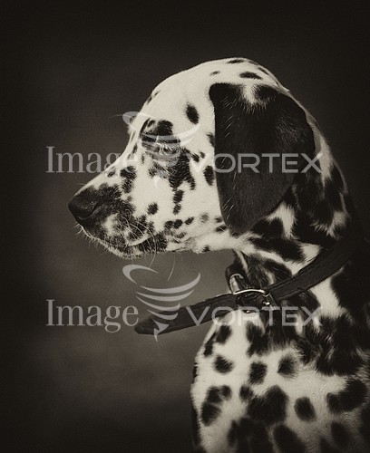 Pet / cat / dog royalty free stock image #179694000