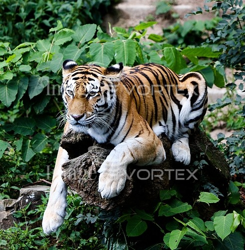 Animal / wildlife royalty free stock image #179900406