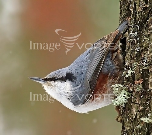 Bird royalty free stock image #180632568