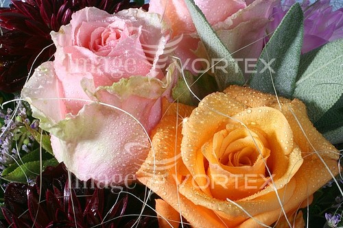 Flower royalty free stock image #180185270