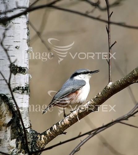 Bird royalty free stock image #180985581