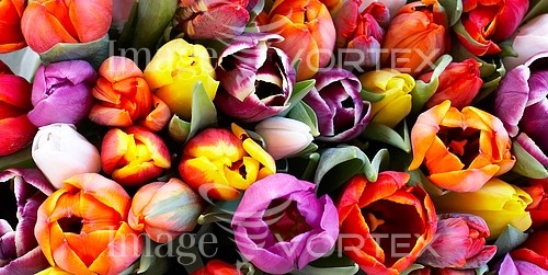 Flower royalty free stock image #180620954