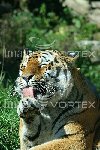 Animal / wildlife royalty free stock image #182053513