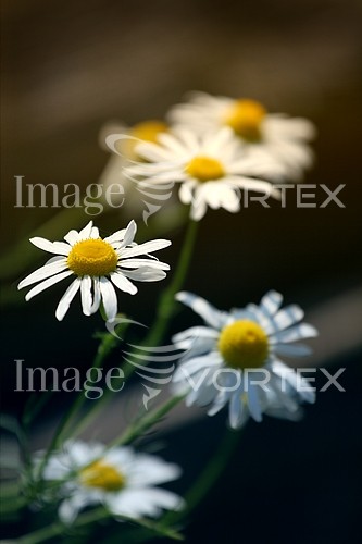 Flower royalty free stock image #184488647