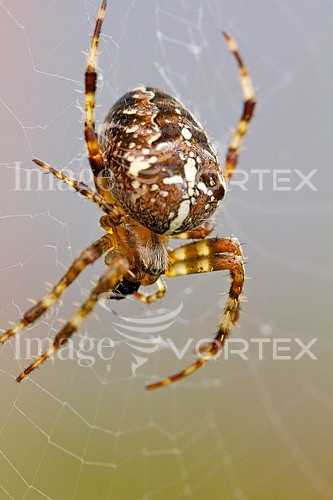 Insect / spider royalty free stock image #184133407