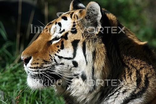 Animal / wildlife royalty free stock image #184304487