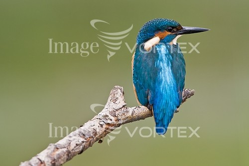 Bird royalty free stock image #185542954