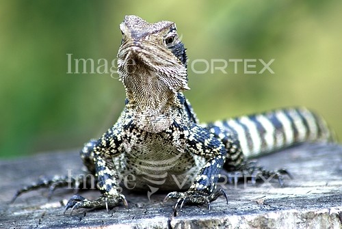 Animal / wildlife royalty free stock image #185755370