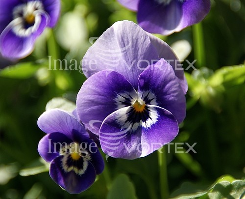 Flower royalty free stock image #185211691