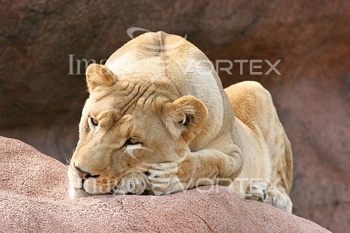 Animal / wildlife royalty free stock image #186168159