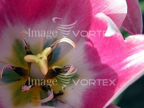 Flower royalty free stock image #187245581