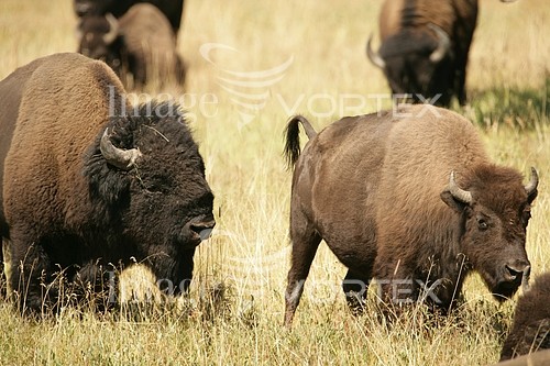 Animal / wildlife royalty free stock image #188852437