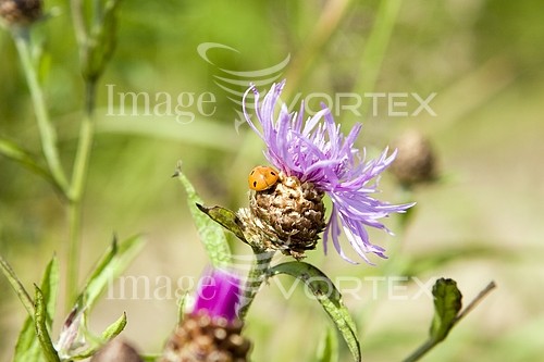 Nature / landscape royalty free stock image #189799166