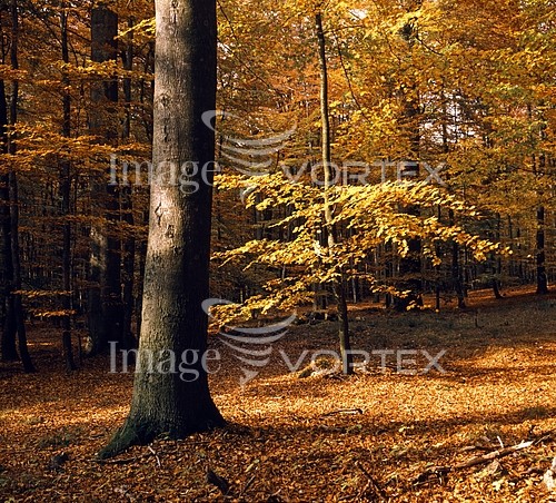 Nature / landscape royalty free stock image #190811898