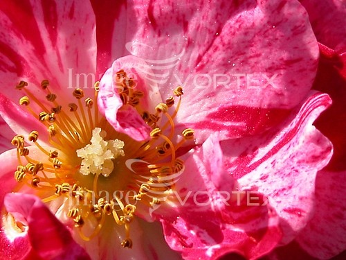 Flower royalty free stock image #190644457