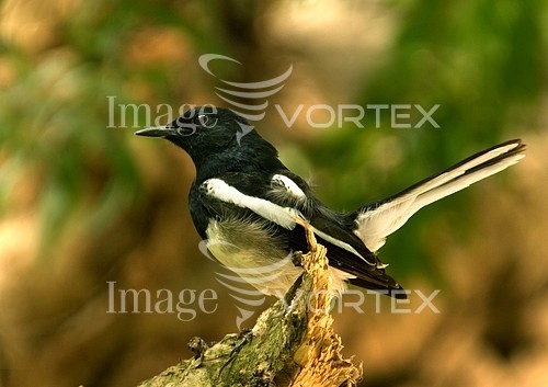 Bird royalty free stock image #190214348