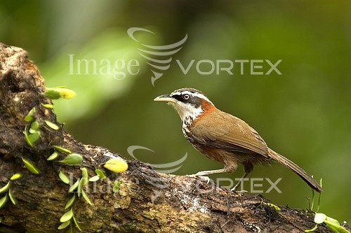 Bird royalty free stock image #190486676