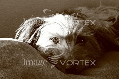 Pet / cat / dog royalty free stock image #192364574