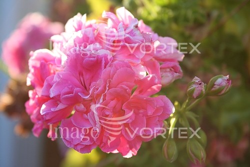 Flower royalty free stock image #192281407