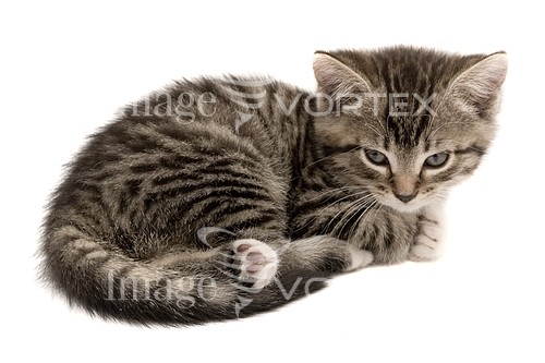 Pet / cat / dog royalty free stock image #192177824