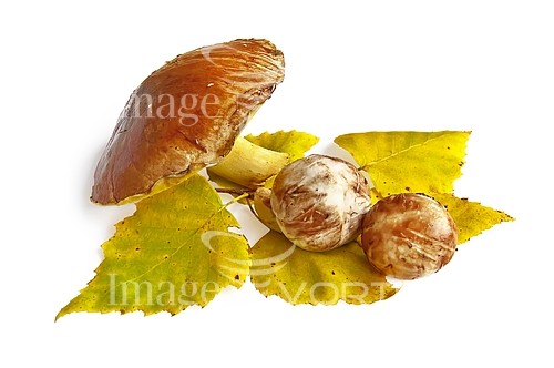 Food / drink royalty free stock image #192126233