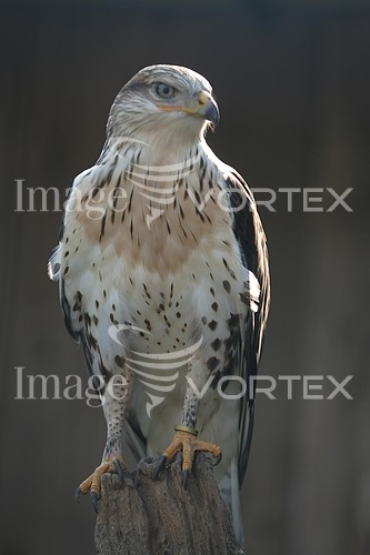 Bird royalty free stock image #194467631